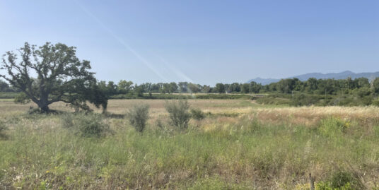 Lucciana : beau terrain industriel plat et ensoleillé de 11 501 m²